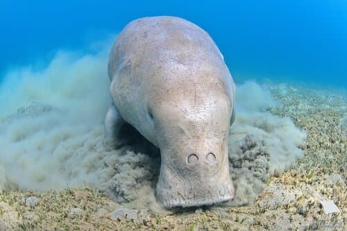 Dugong (Dugong dugon) — wildlife photography in India