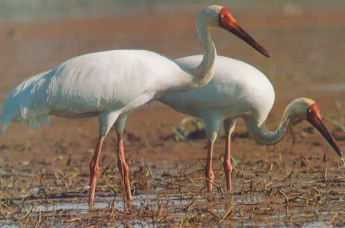 Siberian Crane (Leucogeranus leucogeranus) — wildlife photography in India