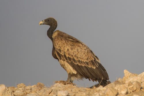 Indian Vulture (Gyps indicus) — wildlife photography in India