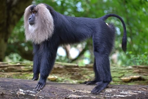Lion-Tailed Macaque (Macaca silenus) — wildlife photography in India