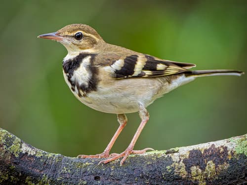 Forest Wagtail (Dendronanthus indicus) — wildlife photography in India