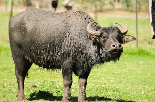 Wild Water Buffalo (Bubalus arnee) — wildlife photography in India