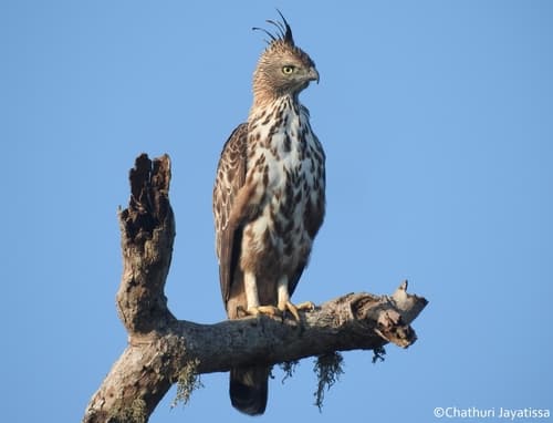 Changeable Hawk-Eagle (Nisaetus cirrhatus) — wildlife photography in India