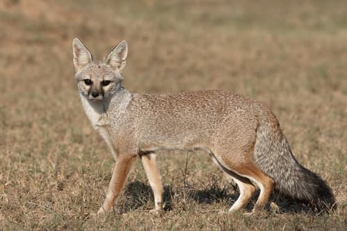 Indian Fox (Vulpes bengalensis) — wildlife photography in India