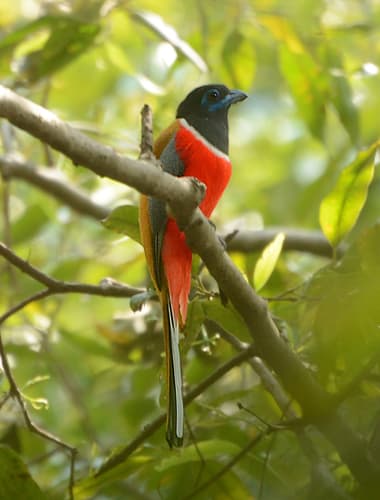 Malabar Trogon (Harpactes fasciatus) — wildlife photography in India