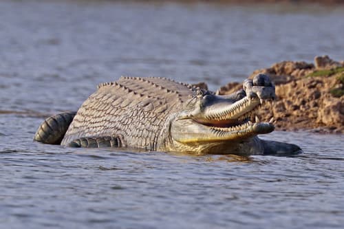 Gharial (Gavialis gangeticus) — wildlife photography in India