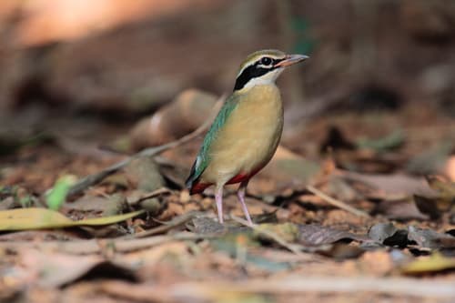 Indian Pitta (Pitta brachyura) — wildlife photography in India