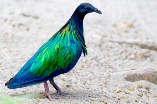 Nicobar Pigeon (Caloenas nicobarica) — wildlife photography in India