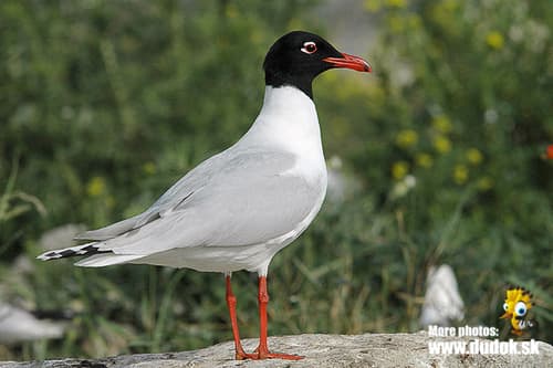 Pallas's Gull (Ichthyaetus ichthyaetus) — wildlife photography in India