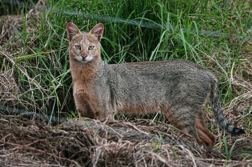 Jungle Cat (Felis chaus) — wildlife photography in India