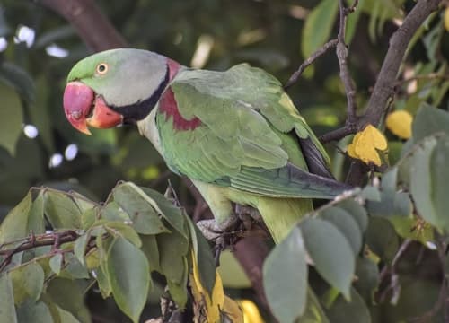 Alexandrine Parakeet (Psittacula eupatria) — wildlife photography in India