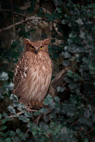Brown Fish Owl (Ketupa zeylonensis) — wildlife photography in India
