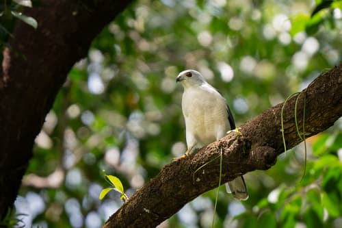Nicobar Sparrowhawk (Accipiter butleri) — wildlife photography in India