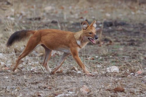 Dhole (Wild Dog) (Cuon alpinus) — wildlife photography in India