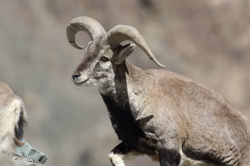 Himalayan Blue Sheep (Bharal) (Pseudois nayaur) — wildlife photography in India