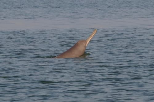 Gangetic River Dolphin