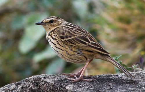 Nilgiri Pipit (Anthus nilghiriensis) — wildlife photography in India