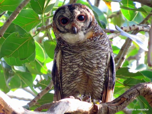 Mottled Wood Owl (Strix ocellata) — wildlife photography in India