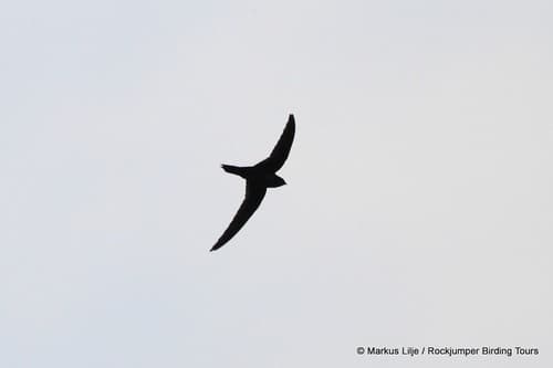 Dark-Rumped Swift (Apus acuticauda) — wildlife photography in India
