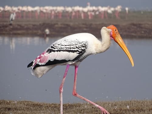 Painted Stork (Mycteria leucocephala) — wildlife photography in India