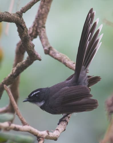White-Throated Fantail (Rhipidura albicollis) — wildlife photography in India