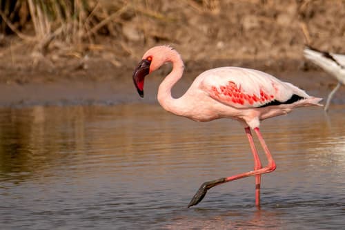 Lesser Flamingo (Phoeniconaias minor) — wildlife photography in India
