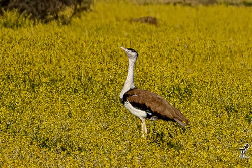 Great Indian Bustard (Ardeotis nigriceps) — wildlife photography in India