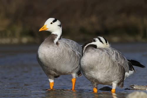 Bar-Headed Goose (Anser indicus) — wildlife photography in India
