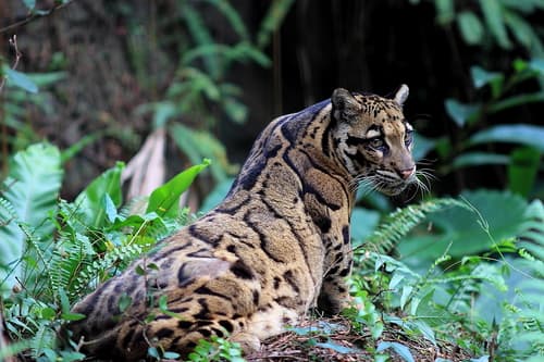 Clouded Leopard (Neofelis nebulosa) — wildlife photography in India