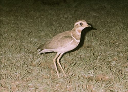 Jerdon's Courser (Rhinoptilus bitorquatus) — wildlife photography in India