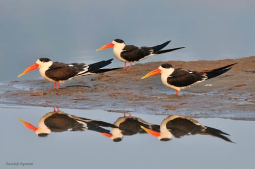 Indian Skimmer (Rynchops albicollis) — wildlife photography in India
