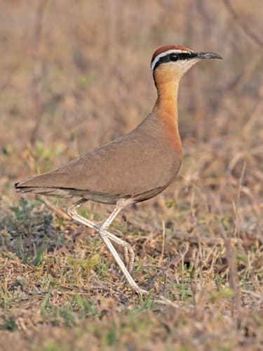 Indian Courser (Cursorius coromandelicus) — wildlife photography in India