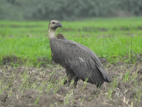 White-Rumped Vulture (Gyps bengalensis) — wildlife photography in India
