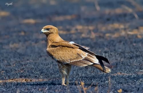 Indian Spotted Eagle (Clanga hastata) — wildlife photography in India