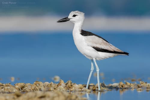 Crab Plover (Dromas ardeola) — wildlife photography in India