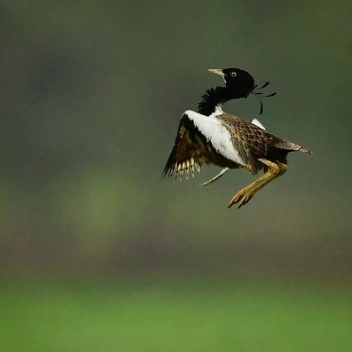 Lesser Florican (Sypheotides indicus) — wildlife photography in India