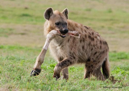 Striped Hyena (Hyaena hyaena) — wildlife photography in India
