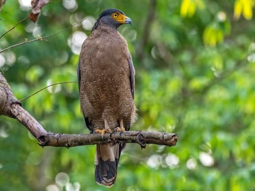 Crested Serpent Eagle (Spilornis cheela) — wildlife photography in India