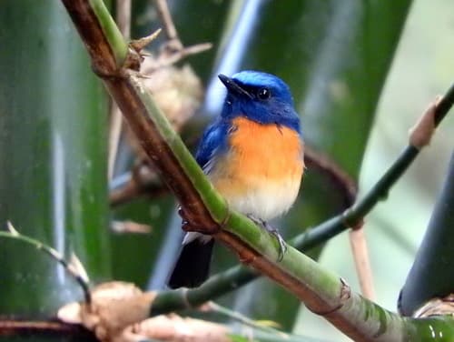 Blue-Throated Flycatcher (Cyornis rubeculoides) — wildlife photography in India