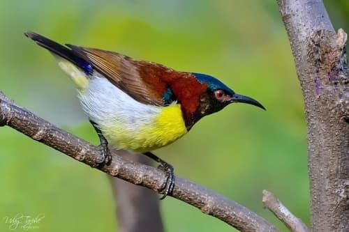 Purple-Rumped Sunbird (Leptocoma zeylonica) — wildlife photography in India