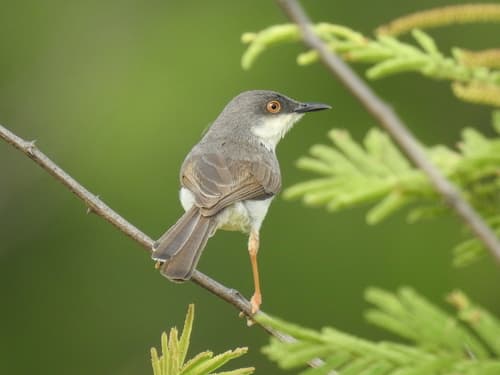 Grey-Breasted Prinia (Prinia hodgsonii) — wildlife photography in India