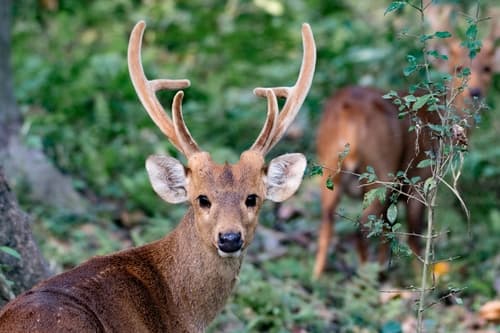 Hog Deer (Axis porcinus) — wildlife photography in India