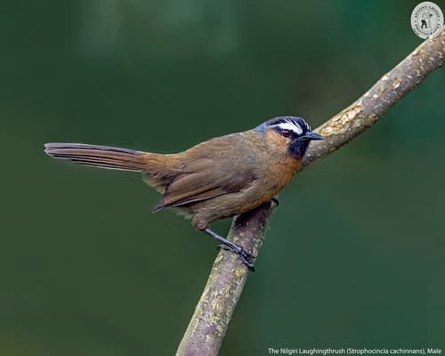 Nilgiri Laughingthrush (Montecincla cachinnans) — wildlife photography in India