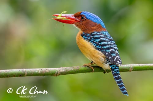 Banded Kingfisher (Lacedo pulchella) — wildlife photography in India