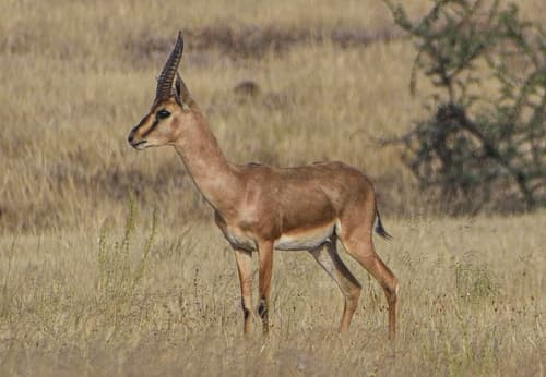Chinkara (Indian Gazelle) (Gazella bennettii) — wildlife photography in India