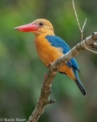 Stork-Billed Kingfisher (Pelargopsis capensis) — wildlife photography in India
