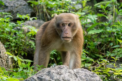 Assam Macaque (Macaca assamensis) — wildlife photography in India