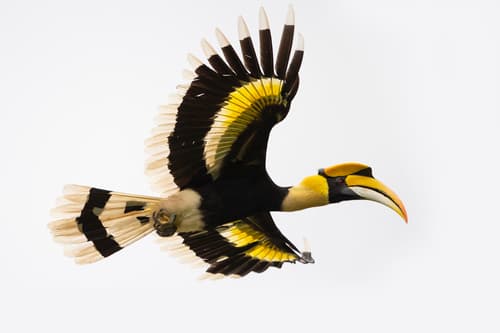 Great Hornbill (Buceros bicornis) — wildlife photography in India