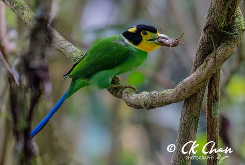 Long-Tailed Broadbill (Psarisomus dalhousiae) — wildlife photography in India