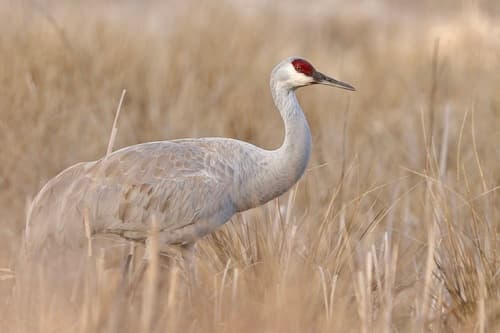 Sarus Crane (Antigone antigone) — wildlife photography in India